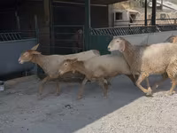 Қой, Arashan sheep — 8-сурет