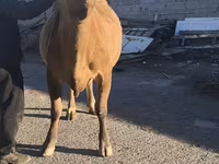 Сиыр, Simmental cattle — 8-сурет