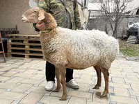 Қой, Awassi sheep — 3-сурет