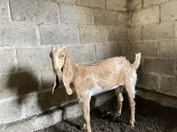Ziege, Nubian Goat — Foto 1
