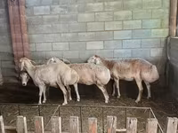 Қой, Afghan Arabi sheep — 1-сурет