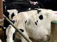 بقرة, Swiss cattle — الصورة 5