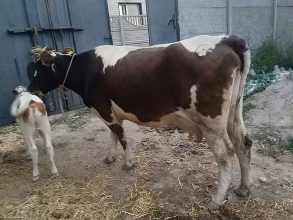 Kuh, Swiss cattle — Kirgisistan