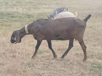 बकरी, Nubian Goat — फ़ोटो 3