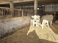 Vaca, Charolais cattle — foto 4