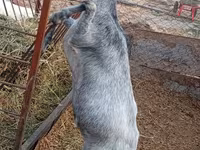 Goat, Saanen goat — photo 4
