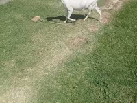 عنزة, Saanen goat — الصورة 1