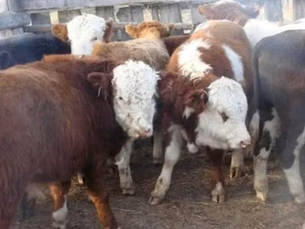 公牛, Cattle — 俄罗斯