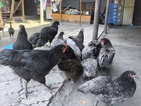 ऑस्ट्रेलॉर्प