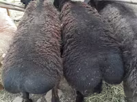 Ram, Sheep — photo 2
