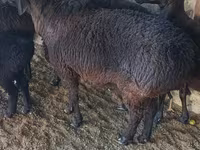 公羊, Sheep — 照片 3