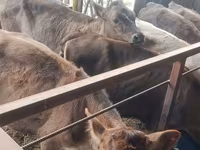 Сиыр, Simmental cattle — 8-сурет