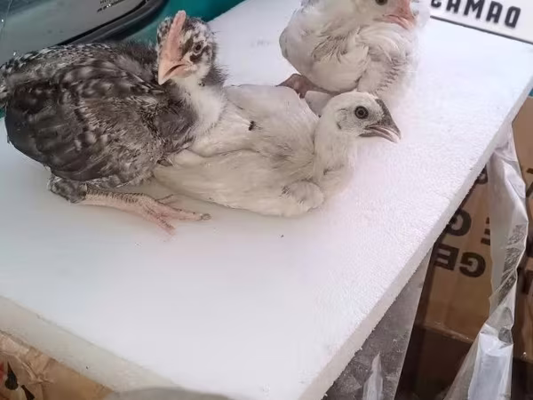 Chickens