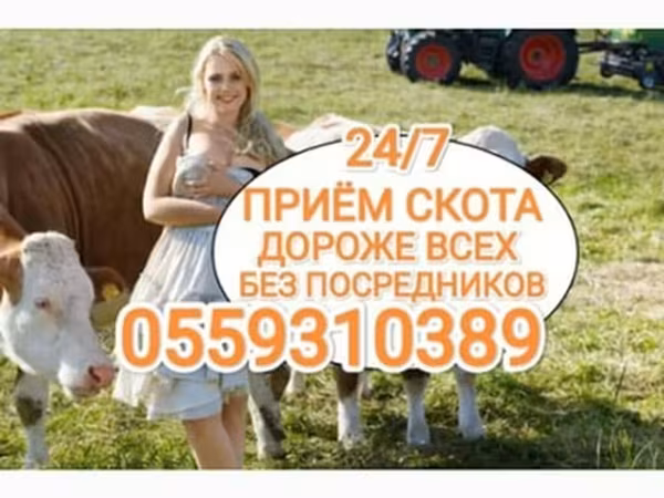 Бұқа, Ірі қара — Қырғызстан