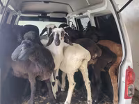 母羊, Sheep — 照片 5