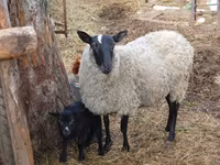 Schaf, Romanov sheep — Foto 2