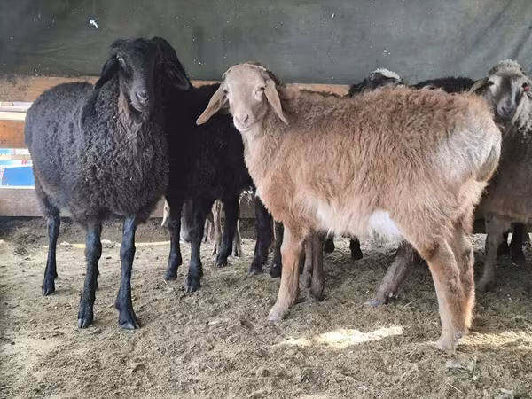 Қошқар, Hissar sheep