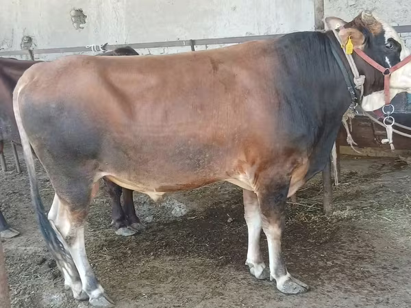 Bull, Swiss cattle