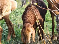 Sheep, Rhon sheep — photo 2