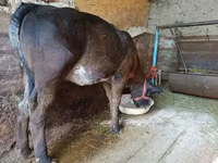 母牛, Swiss cattle — 照片 5