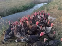 Turkeys — foto 2