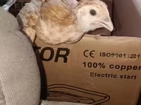 Chickens — الصورة 2