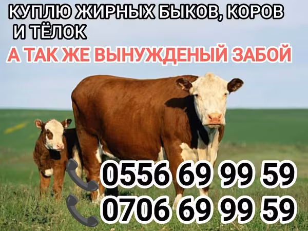 Бұқа, Ірі қара