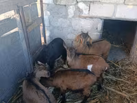 Cabra, Cabras — foto 2