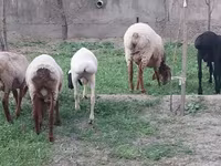 公羊, Sheep — 照片 2