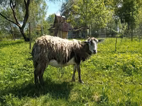 Ешкі, Kejobong goat — 1-сурет