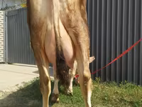 Сиыр, Swiss cattle — 3-сурет