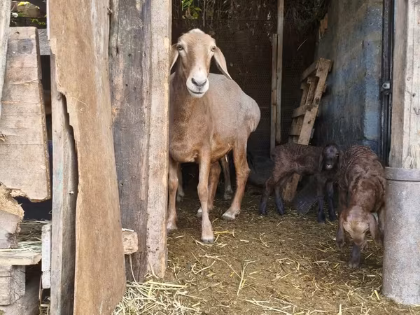 Қой, Baerchuke sheep