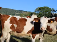 गाय, मोंबेलियार्ड — फ़ोटो 8