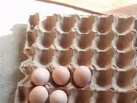 Chickens — 照片 3