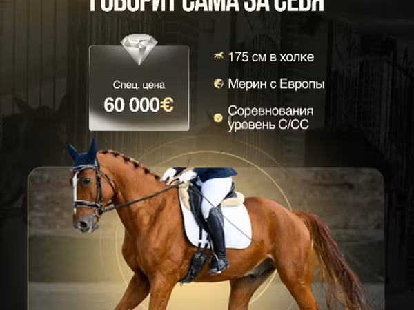 घोड़ा, Friesian sport horse