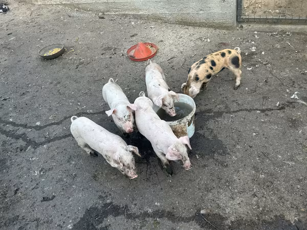 Cerda, Cerdos