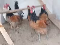Chickens — 照片 1