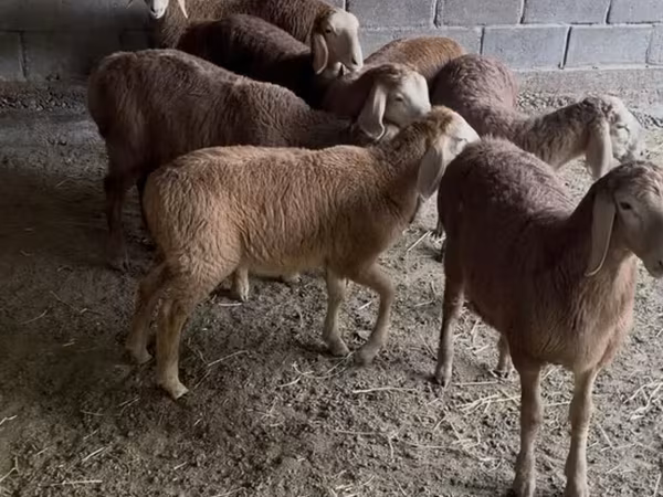 मेढ़ा, Arashan sheep — किर्गिज़स्तान