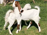Cabra, Nubian Goat — foto 1