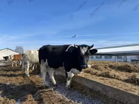 गाय, Russian Black pied cattle — फ़ोटो 2