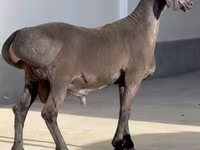 मेढ़ा, Rhon sheep — फ़ोटो 2