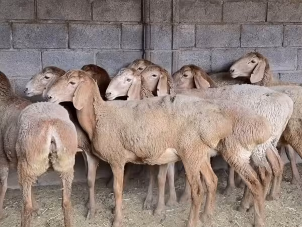 Қой, Arashan sheep — Қырғызстан