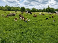 Cow, Cattle — photo 1