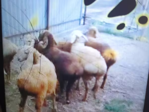 Arashan sheep (Kyrgyzstan)