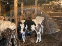 Bulle, Holstein-Rasse — Foto 8