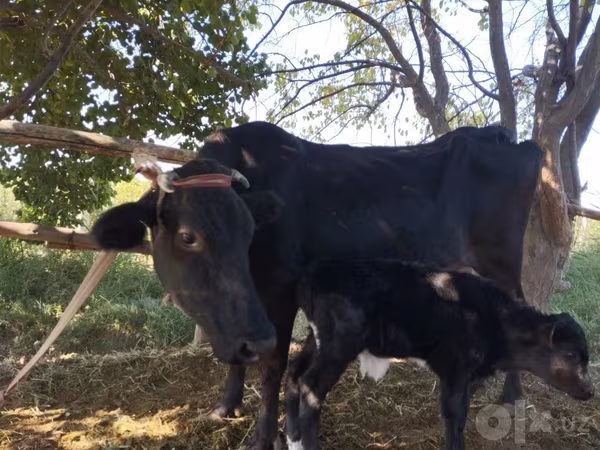 Kuh, Rinder — Usbekistan