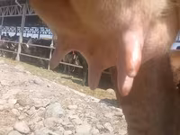 Сиыр, Алатау тұқымы — 6-сурет