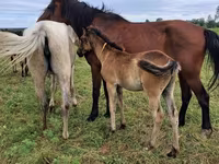 Mare, Horse breed — photo 3