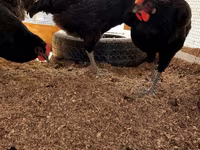 Chickens — photo 3