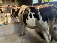 Cow, Holstein breed — photo 3
